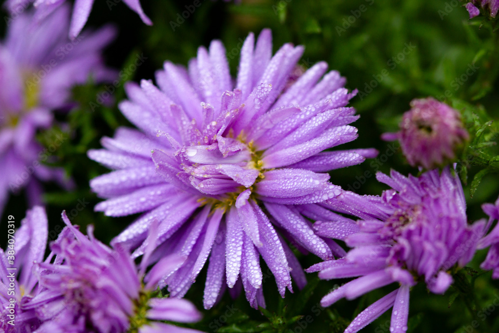Autumn spray asters of lilac color on a green background Autumn spray asters of lilac color on a green background