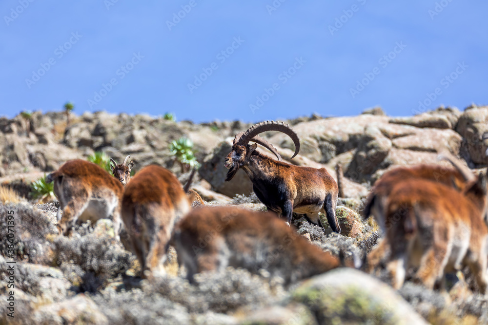 herd of endangered very rare Walia ibex, Capra walia, one of the rarest ibex in world. Only about 500 individuals survived in Simien Mountains National park in Northern Ethiopia, Africa - obrazy, fototapety, plakaty 