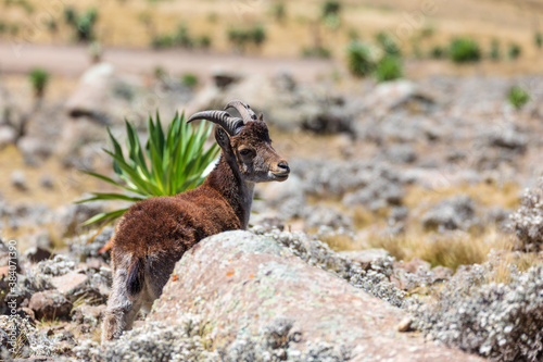 kid baby of very rare Walia ibex, Capra walia, one of the rarest ibex in world. Only about 500 individuals survived in Simien Mountains in Northern Ethiopia, Africa