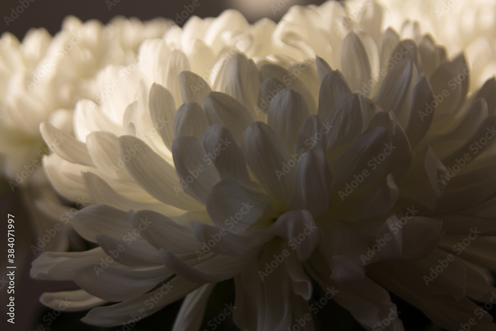 chrysanthemum white flower close up chrysanthemum white flower close up