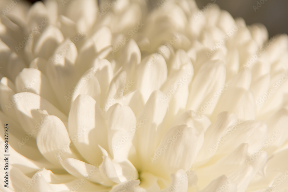 chrysanthemum white flower close up