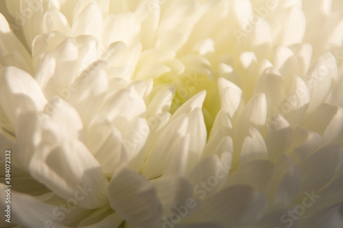 chrysanthemum white flower close up © Zaliya