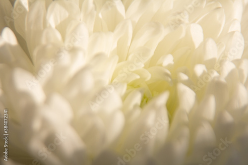 chrysanthemum white flower close up © Zaliya