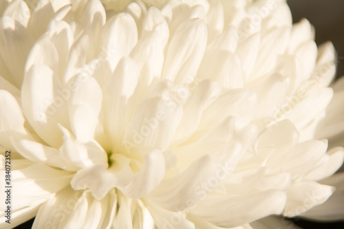 chrysanthemum white flower close up