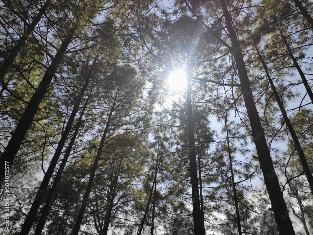 Naklejka premium trees and sky