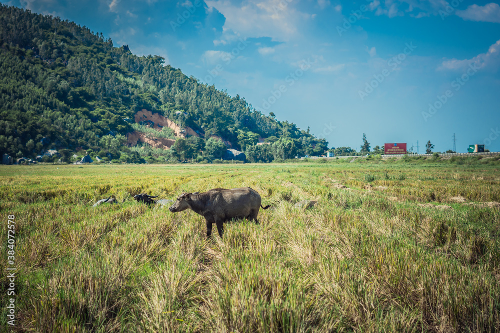 Water Buffalo Standing graze rice grass field meadow sun, forested mountains background, clear sky. Landscape scenery, beauty of nature animals concept summer day