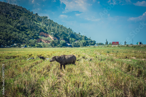 Water Buffalo Standing graze rice grass field meadow sun, forested mountains background, clear sky. Landscape scenery, beauty of nature animals concept summer day