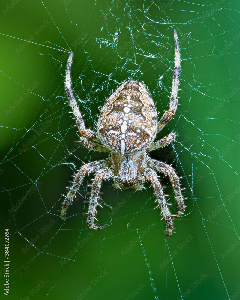 Spider Spider
