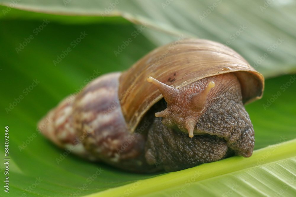 Close up of snail in the rainforest southeast asia. Front view of