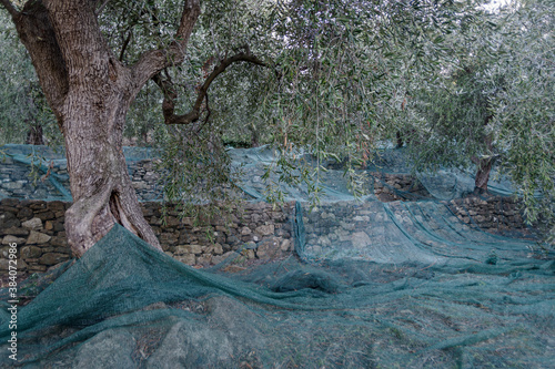 Harvest time in olive garden. Province of Imperia, Italy photo