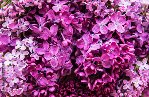 Lilac flower natural background
