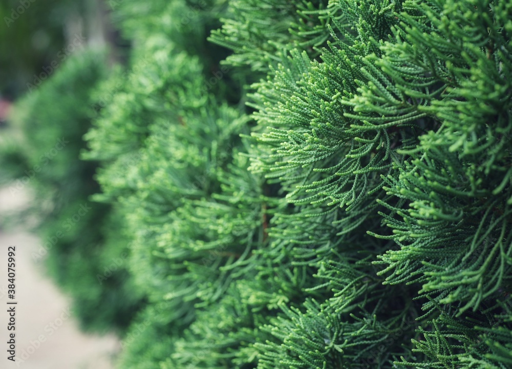 Texture of wall decorated with garlands and green pine fir branches, Christmas decorations background Selectable focus Texture of wall decorated with garlands and green pine fir branches, Christmas decorations background Selectable focus