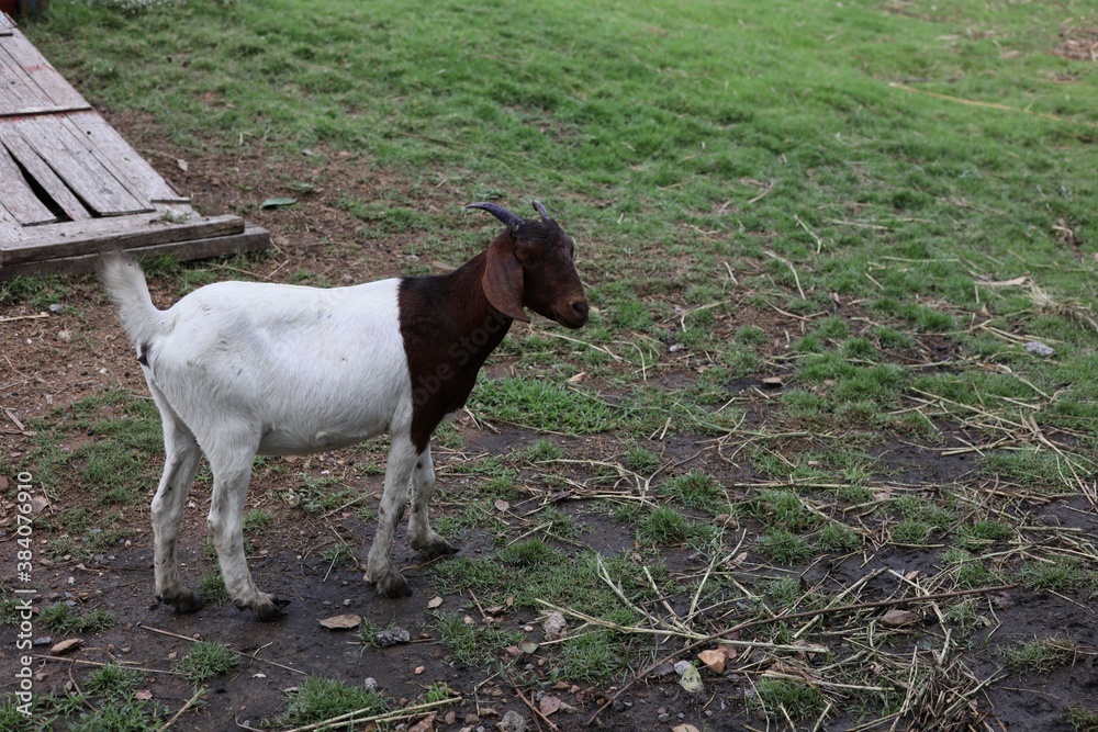 goat on the meadow