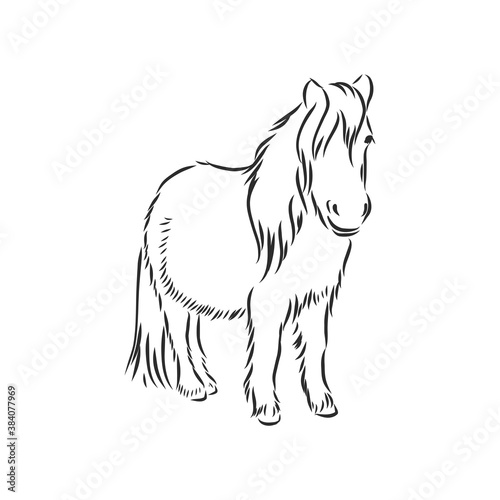 Vector hand drawing pony isolated on white background, pony horse, vector sketch illustration