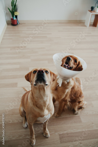 Golden Retriever with Labrador sitting on the floor at home. Pets concept.