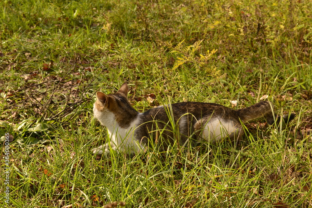 cat eating grass cat eating grass
