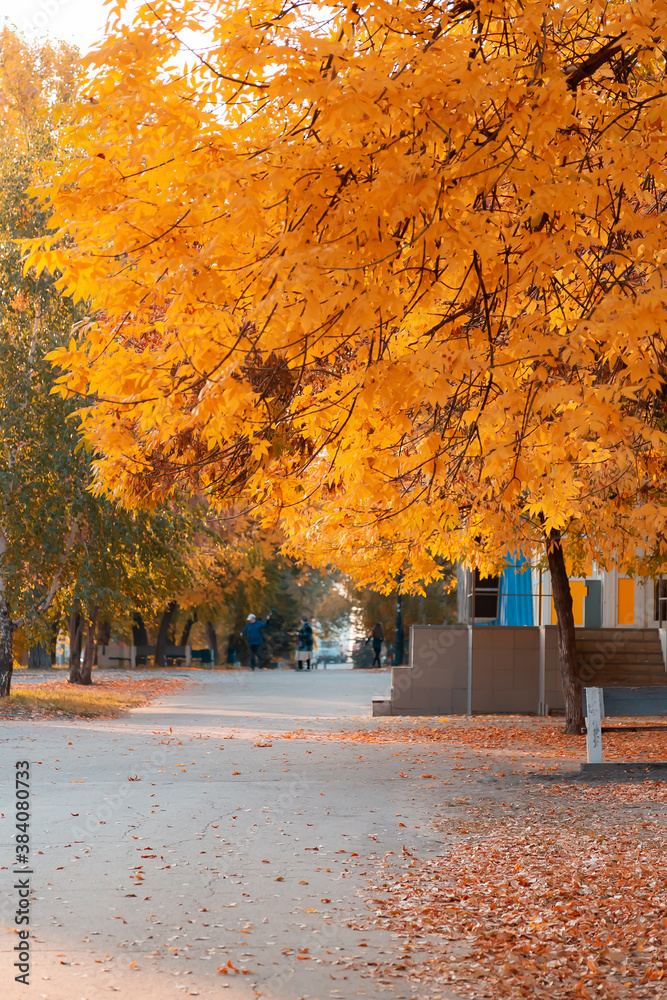 Seasons, golden autumn in the city, trees on the alley in the park with yellow orange autumn foliage in October near the walking path for outdoor walks