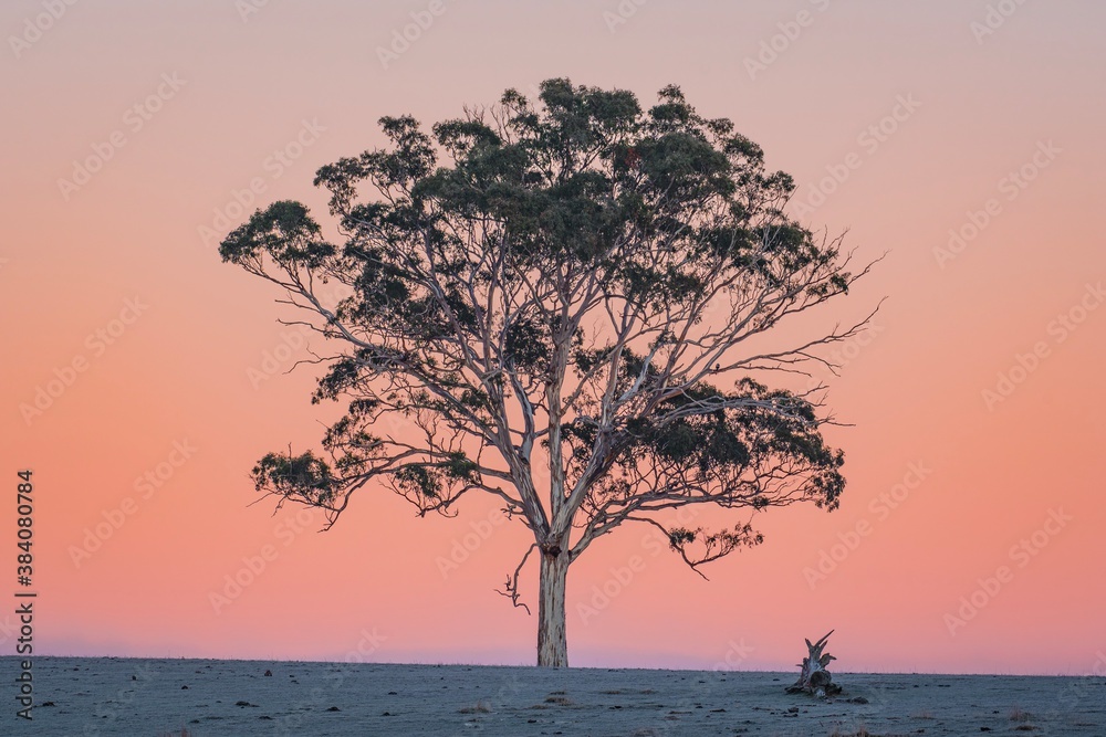 Silhouette of a tree on pink