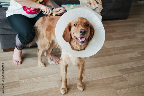 Young girl combing at her dog Golden Retriever with Elizabethan Plastic Cone. Medicine concept for pets.