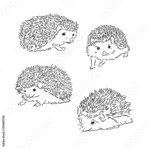Hedgehog sketch drawing isolated on white background, hedgehog, vector sketch illustration