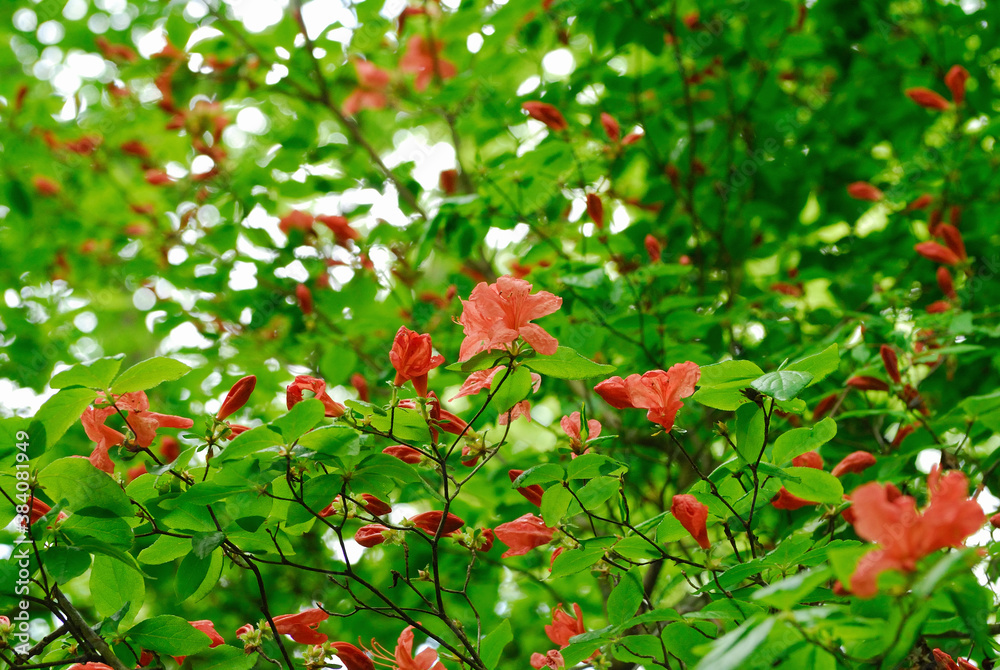 Obraz premium レンゲツツジ