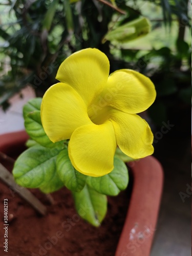 Pentalinon luteum flower in garden photo