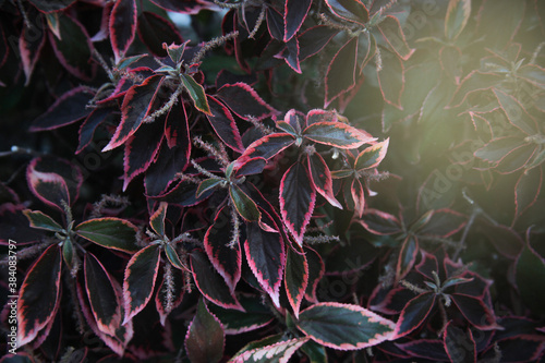 red and green leaves, Copperleaf plant (Acalypha amentacea wilkesiana), nature background photo