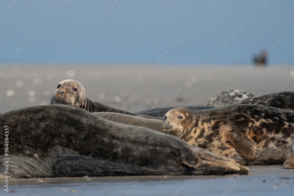 Funny lazy seals on the sandy beach of Dune, Germany A seal looks straight into the camera Funny lazy seals on the sandy beach of Dune, Germany A seal looks straight into the camera