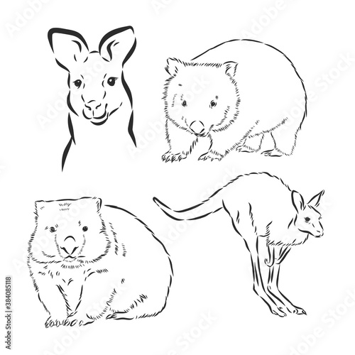 Wombat hand drawing. Vector art illustration. Black graphic isolate on white background. The object of a naturalistic sketch.