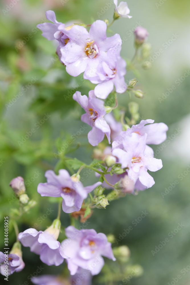 薄紫色のバコパ 薄紫色のバコパ