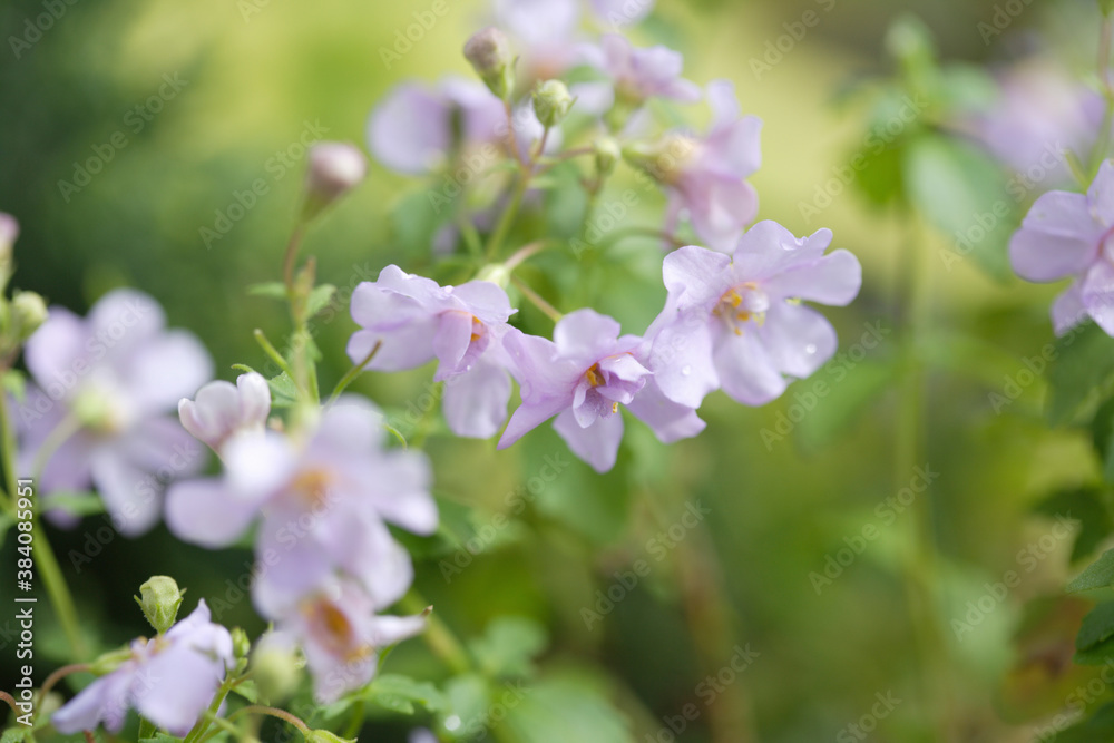 薄紫色のバコパ 薄紫色のバコパ