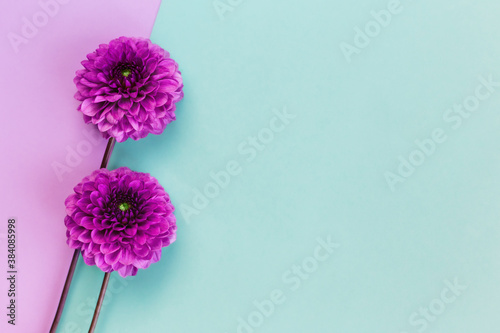 Amazing Dahlia flowers on a turquoise and violet pastel background.
