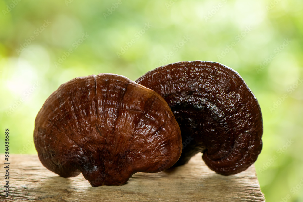 Fototapeta premium Lingzhi mushroom on green leaf background.