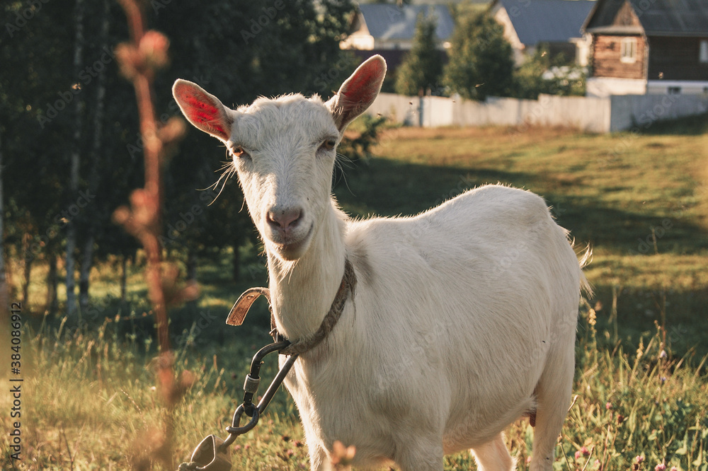 Fototapeta premium goat on the farm