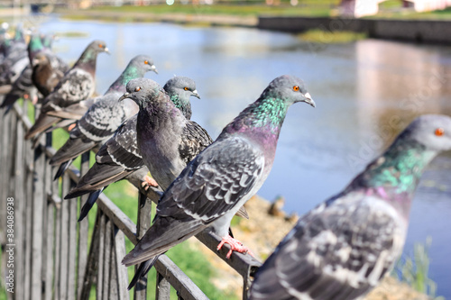 A lot of gray pigeons sitting on the iron fence of the river on the city embankment. Selective focus.