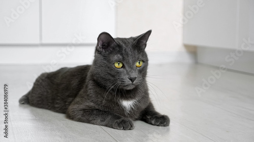 beautiful gray cat lies on the floor and follows the movement of something in .