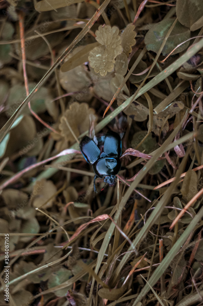 blue butterfly on a flower blue butterfly on a flower
