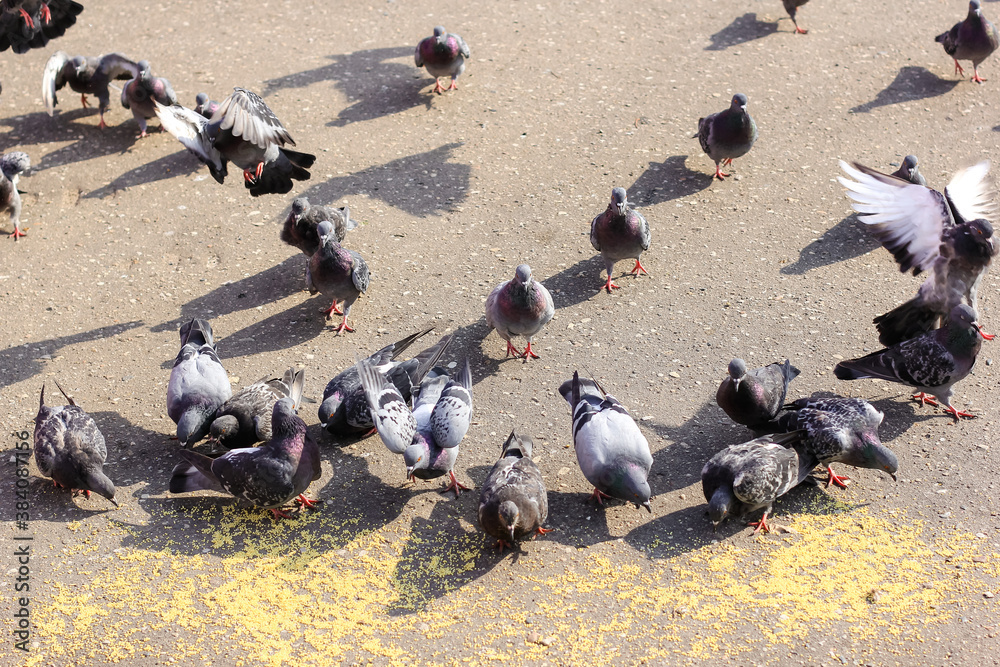 Fototapeta premium A lot of gray pigeons eating millet, grain in the city Park. Selective focus.
