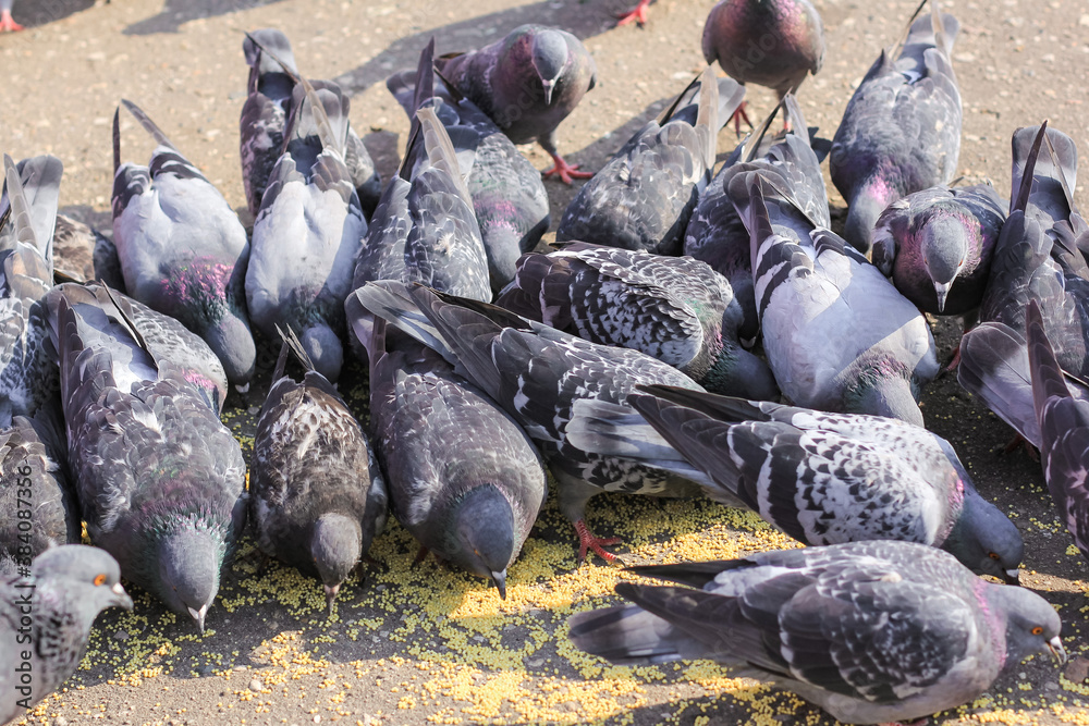 Fototapeta premium A lot of gray pigeons eating millet, grain in the city Park. Selective focus.