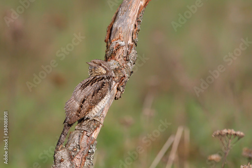 Eurasian wryneck, bird on a branch in spring. Jynx torquilla