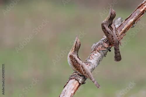 Eurasian wryneck, birds in spring. Jynx torquilla © YaD