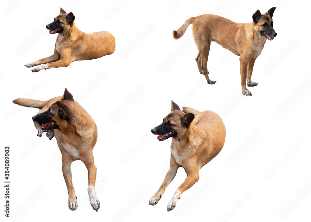 Brown dog on a white background,with clipping path Brown dog on a white background,with clipping path