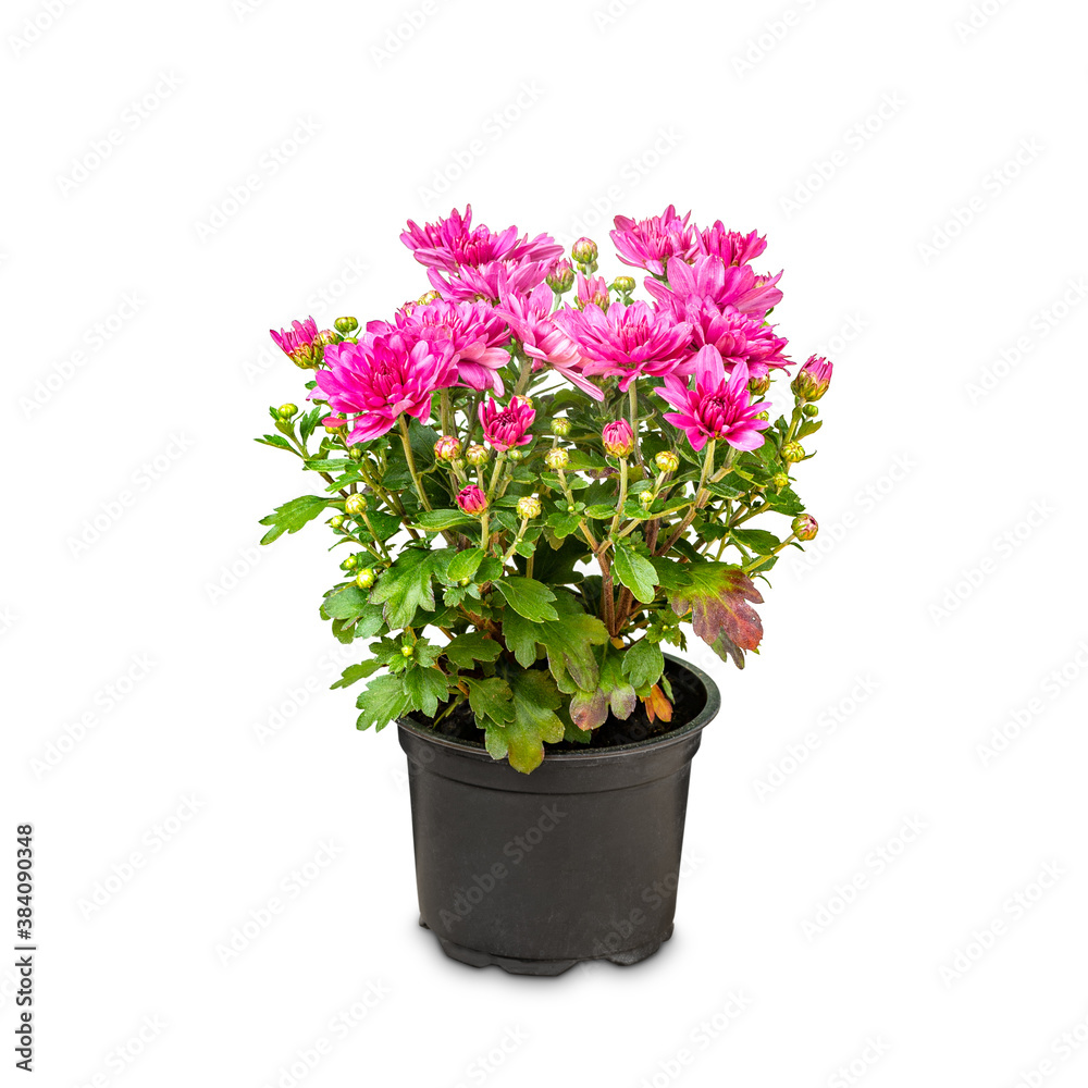 Chrysanthemum in a pot