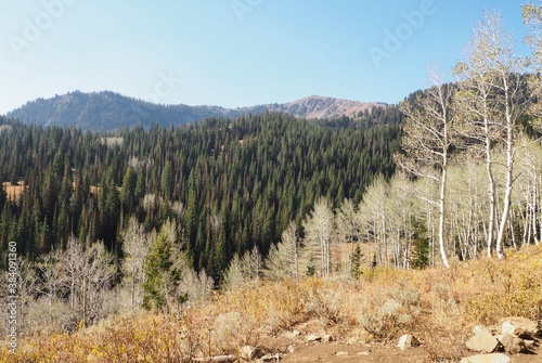 view from the top of a mountain, overlooking a forest of alpine trees. Park City, Utah
