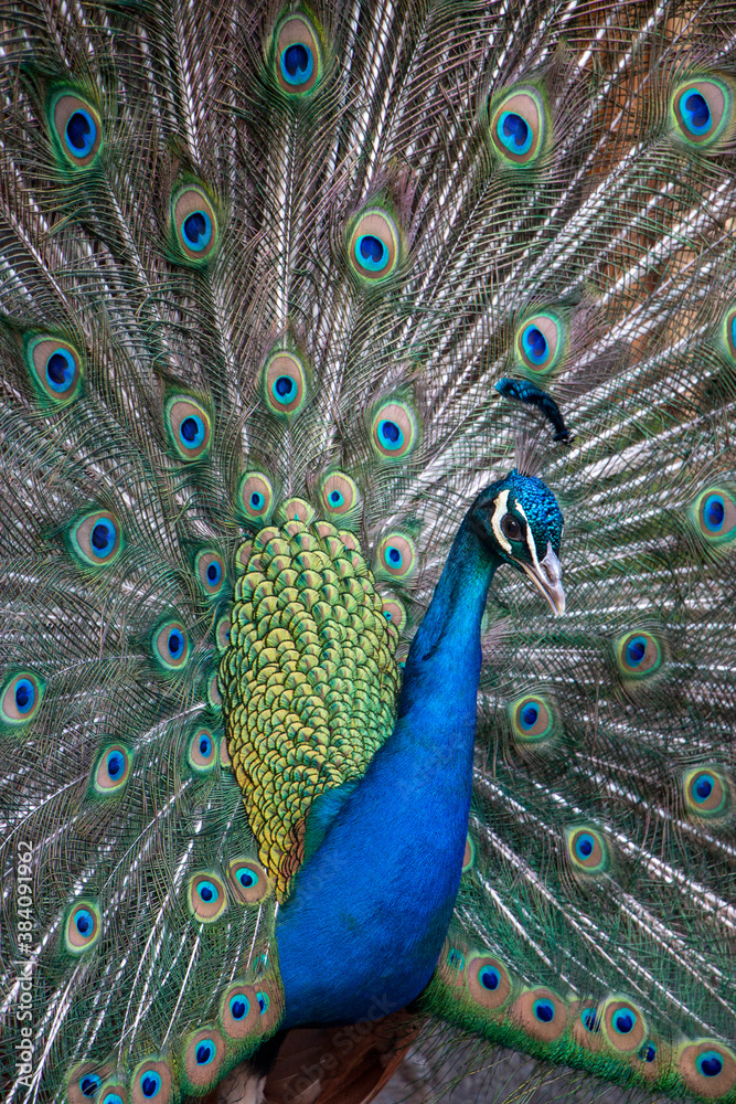 Obraz premium Close up of colorful peacock displaying tail feathers 
