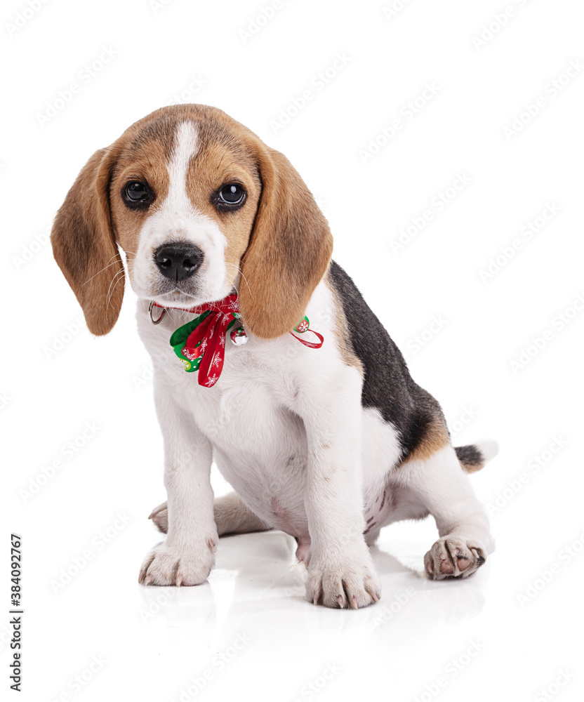 Puppy beagle with a Christmas necklace