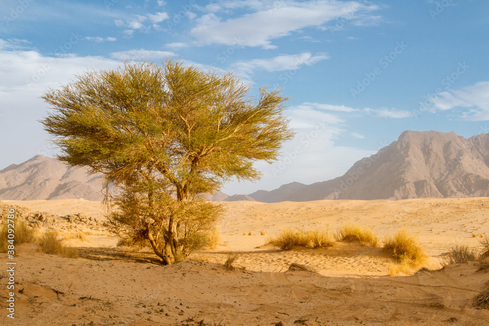 Green plant in the Sahara desert. Saharan Cypress or Tarout (Cupressus dupreziana),   very rare coniferous tree Tadrart region, Tassili n’Ajjer National Park,  Sahara, Algeria, North Africa. 