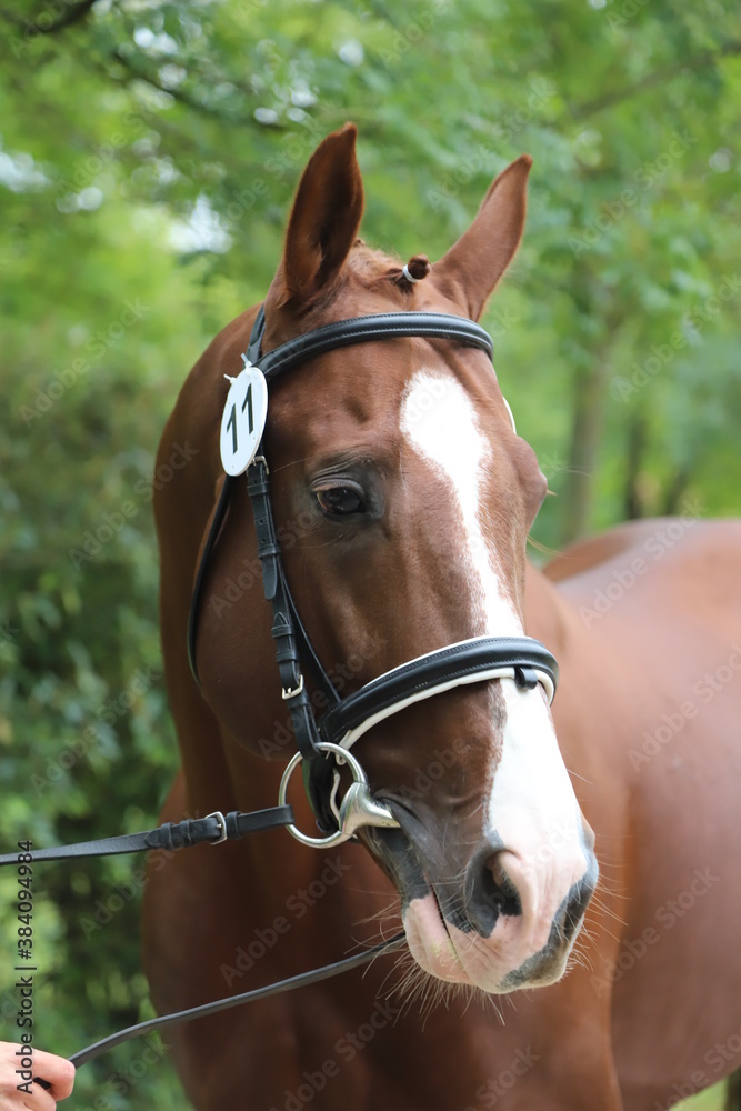 Close up of a horse head portrait on breeding test outdoors Close up of a horse head portrait on breeding test outdoors
