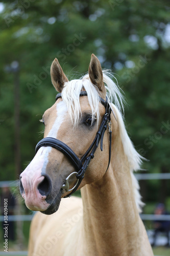  Close up of a horse head portrait on breeding test outdoors © acceptfoto