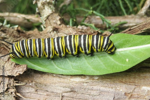 Monarch caterpillar on leaf in Florida nature, closeup © natalya2015